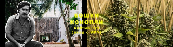 сатива Вяземский